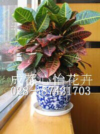 成都盆栽綠植租賃品種