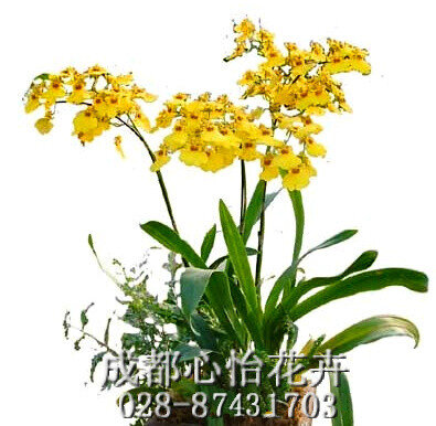 成都辦公室租花品種