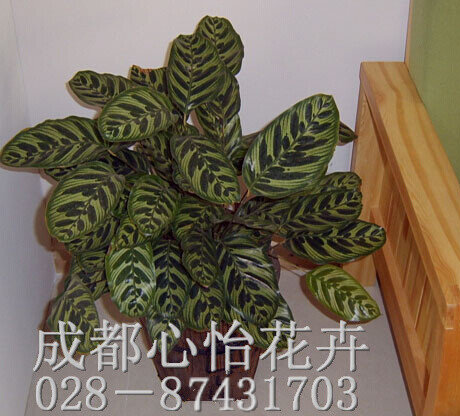 成都盆栽綠植出租品種