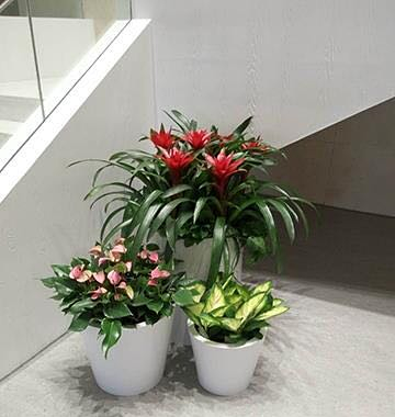 定制各種綠植租賃組盆