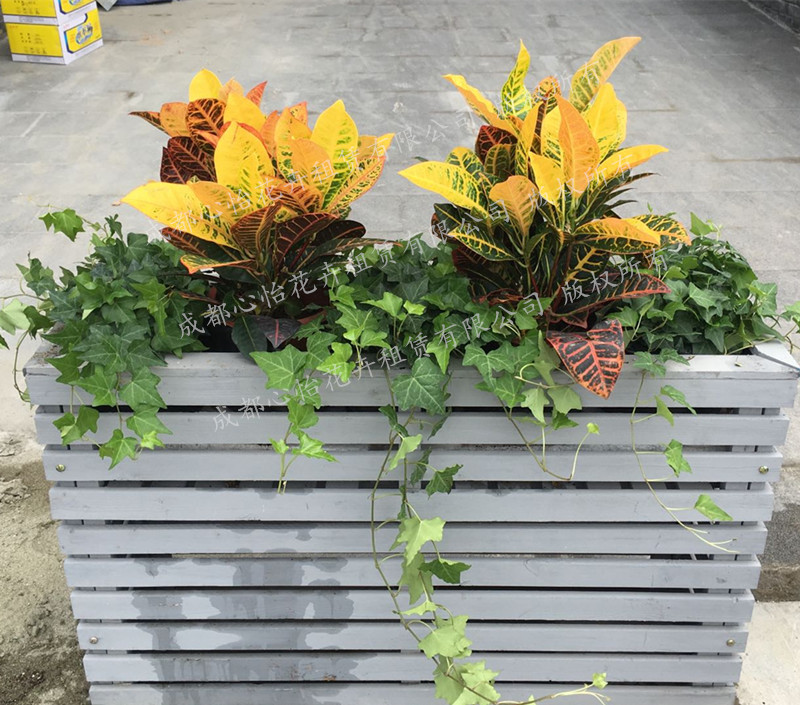 定制柵欄綠植租賃組盆